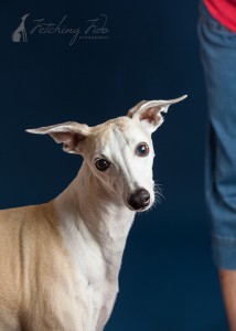 fawn and white whippet headshot on navy blue background