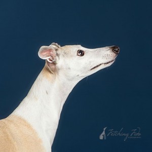 right profile shot of fawn and white whippet on navy blue background