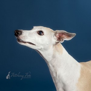 left profile of fawn and white whippet on navy blue background