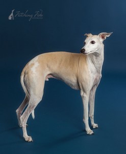 fawn and white whippet standing shot on navy blue background