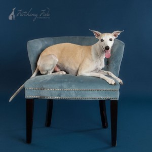 fawn and white whippet sitting on a chair on navy blue background